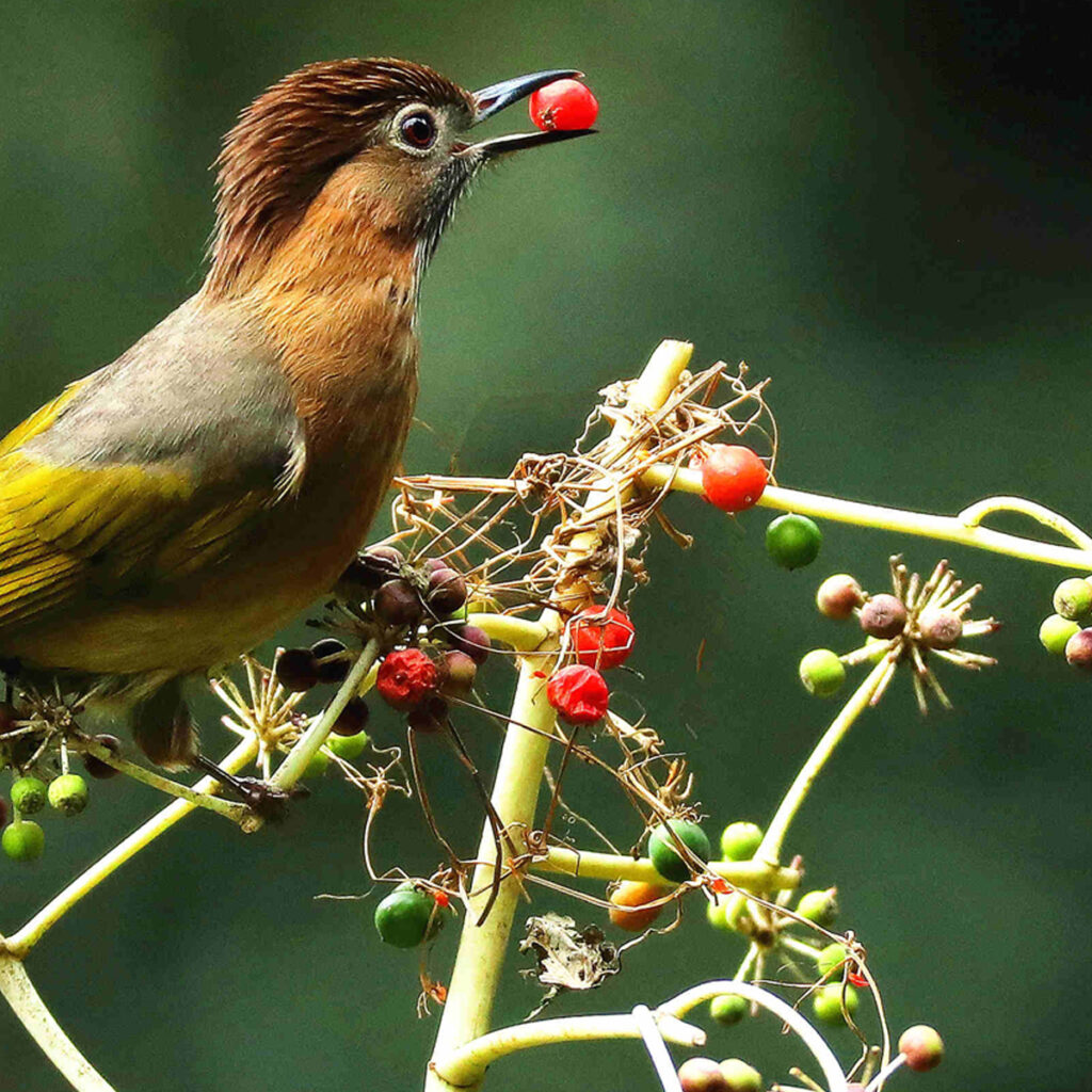 Holographic Reflective Discs, 24 Diamond-Shape Disks - EONBES
